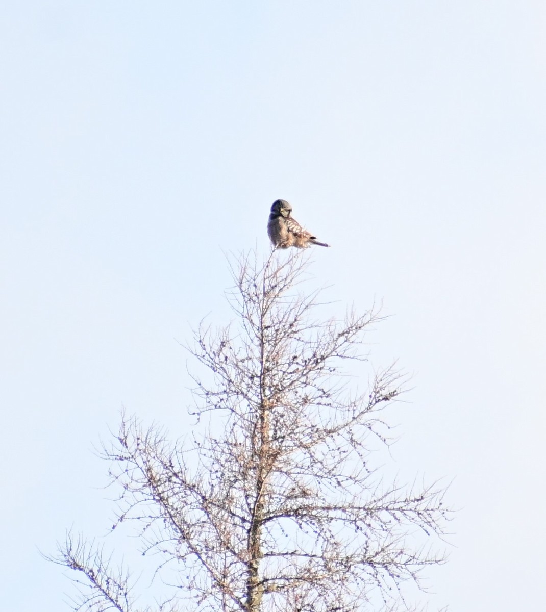 Northern Hawk Owl - ML616434604