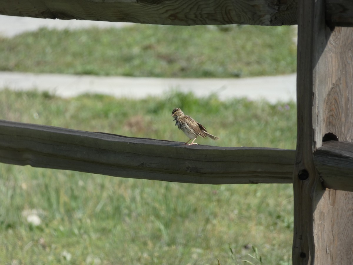 Savannah Sparrow - ML616434684