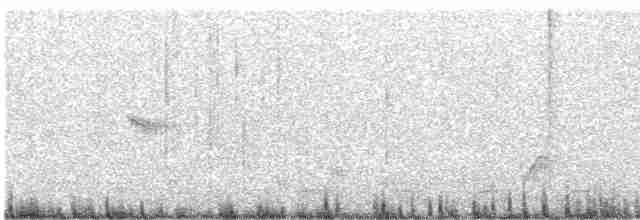 Пересмішник білочеревий - ML616434736