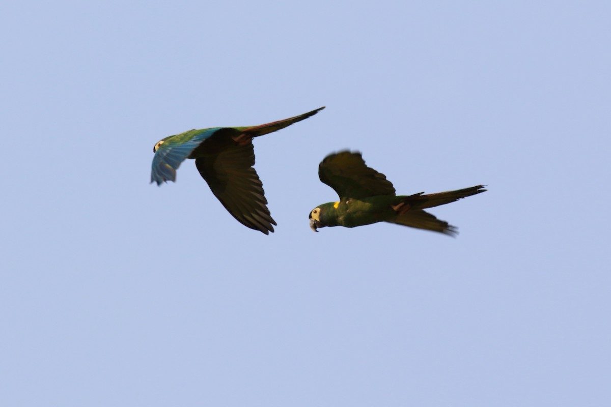 Yellow-collared Macaw - ML616434868
