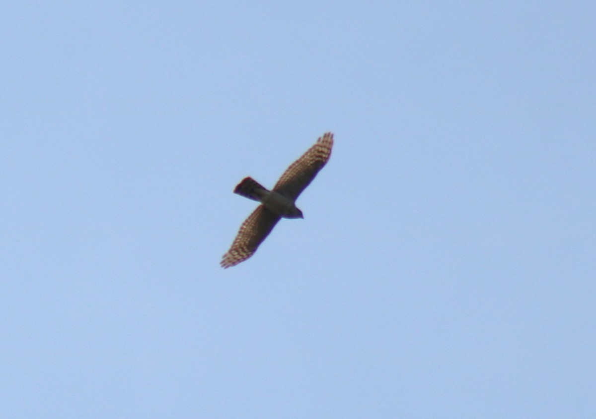 Eurasian Sparrowhawk - ML616434871