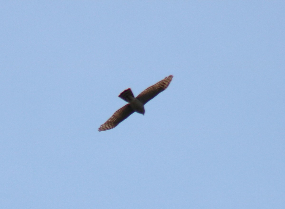 Eurasian Sparrowhawk - ML616434872