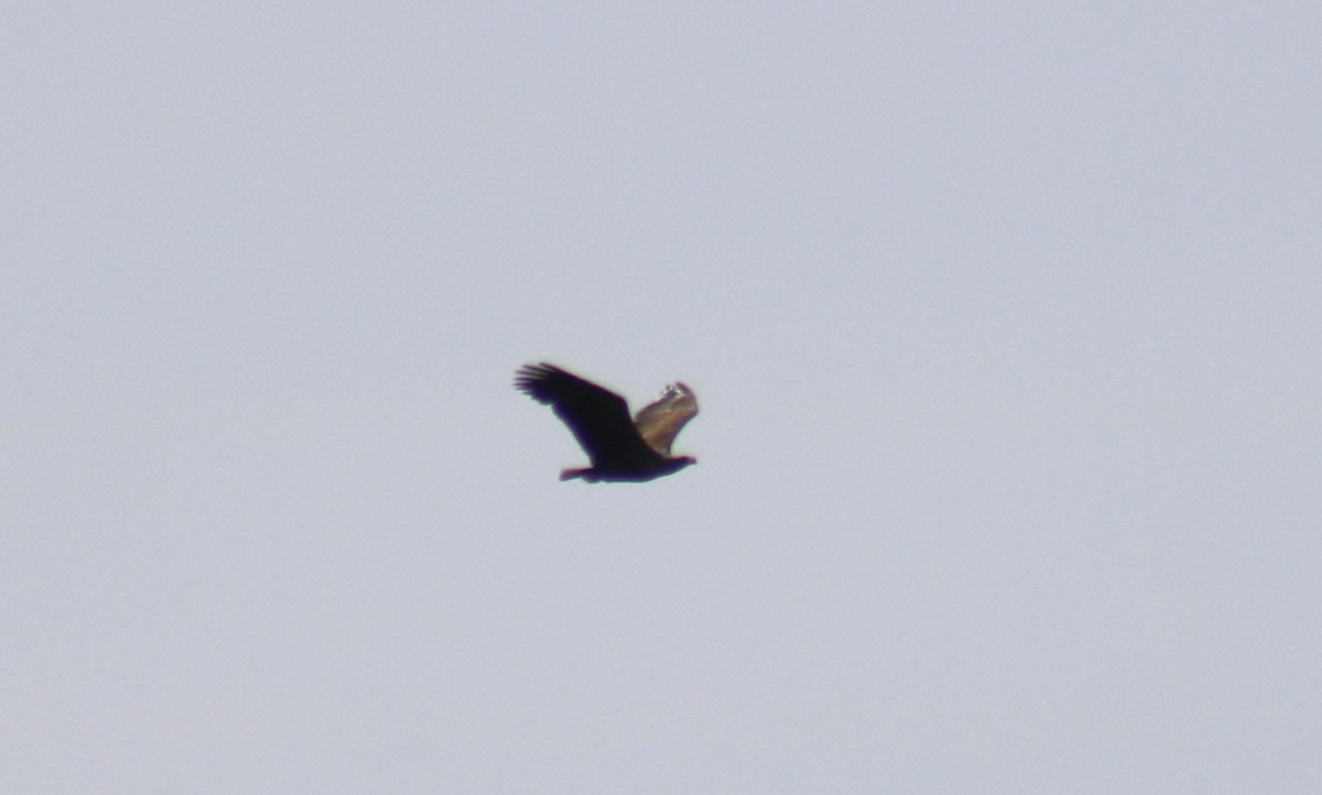White-tailed Eagle - ML616434888