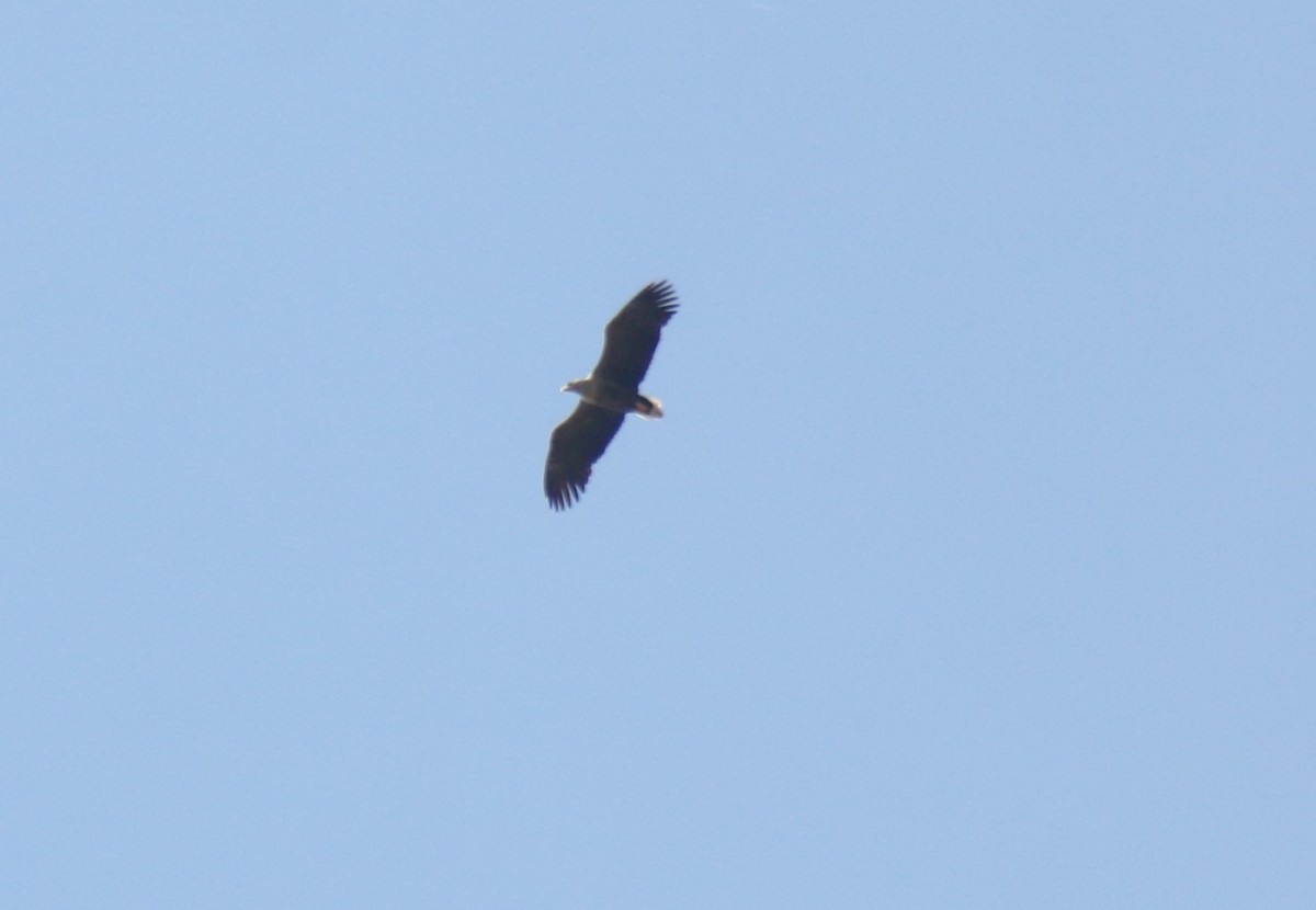 White-tailed Eagle - ML616434889