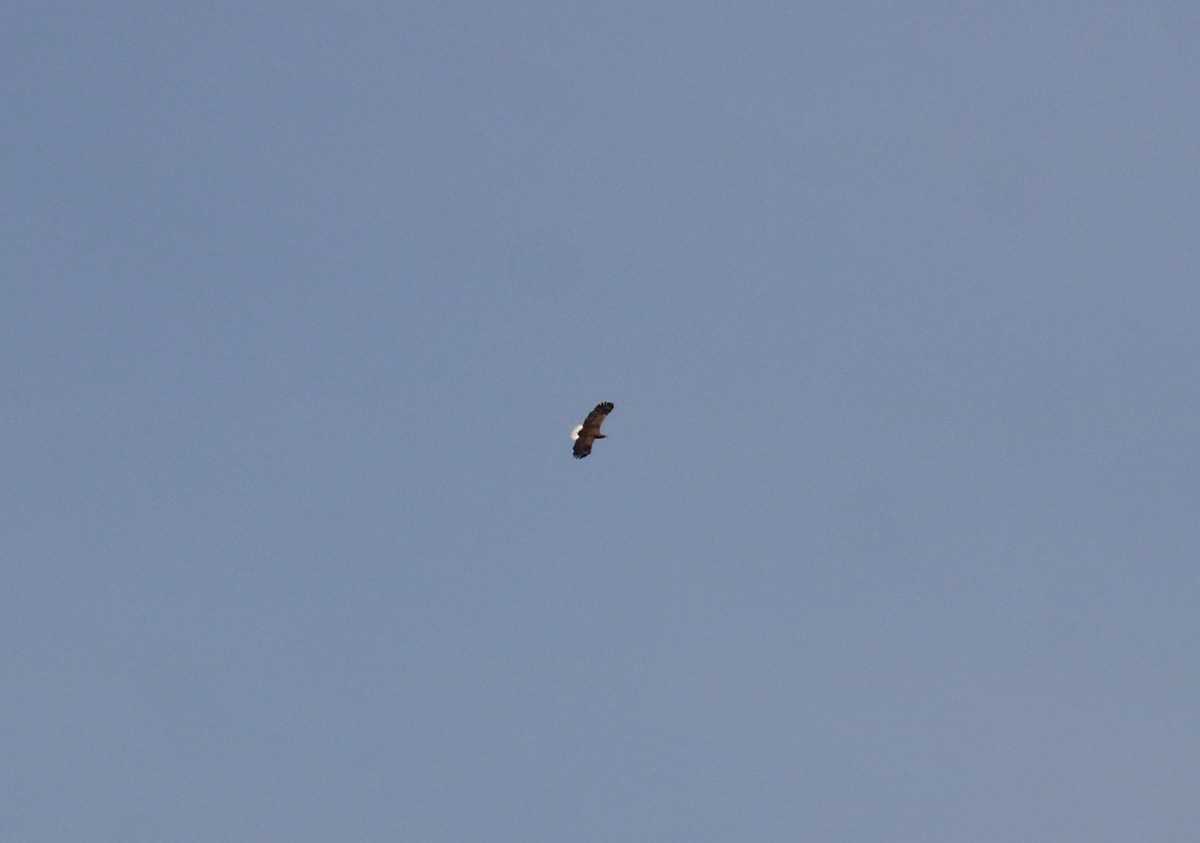 White-tailed Eagle - ML616434938