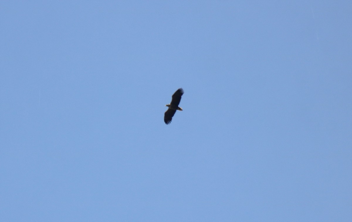White-tailed Eagle - ML616434939