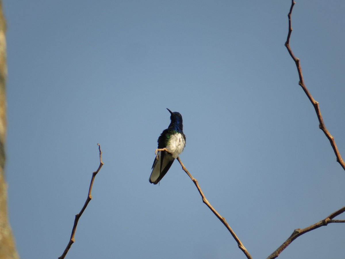 kolibřík bělokrký - ML616435448