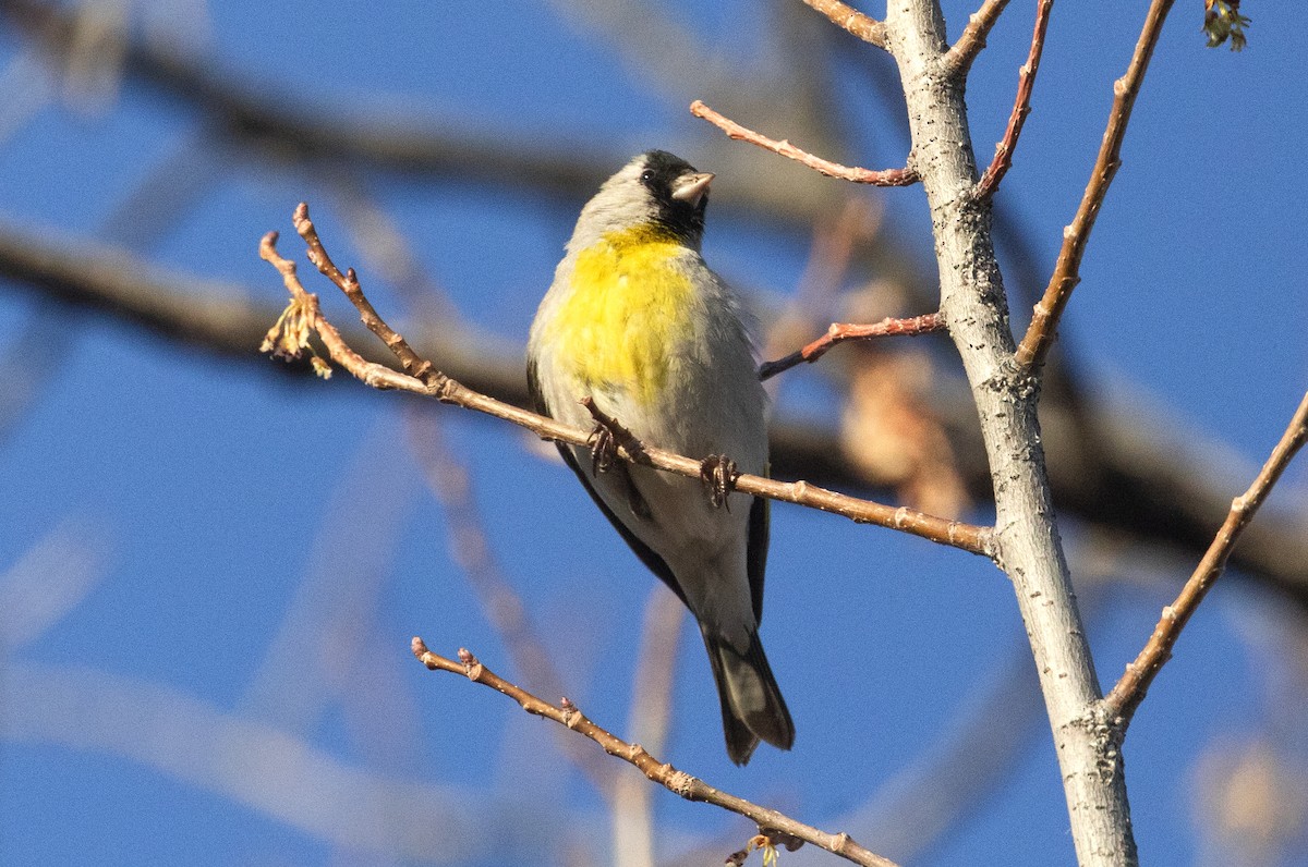 Lawrence's Goldfinch - ML616435514