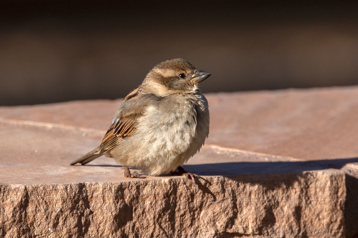 House Sparrow - Richard Bunn
