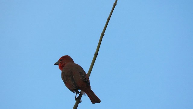 Hepatic Tanager - ML616435646