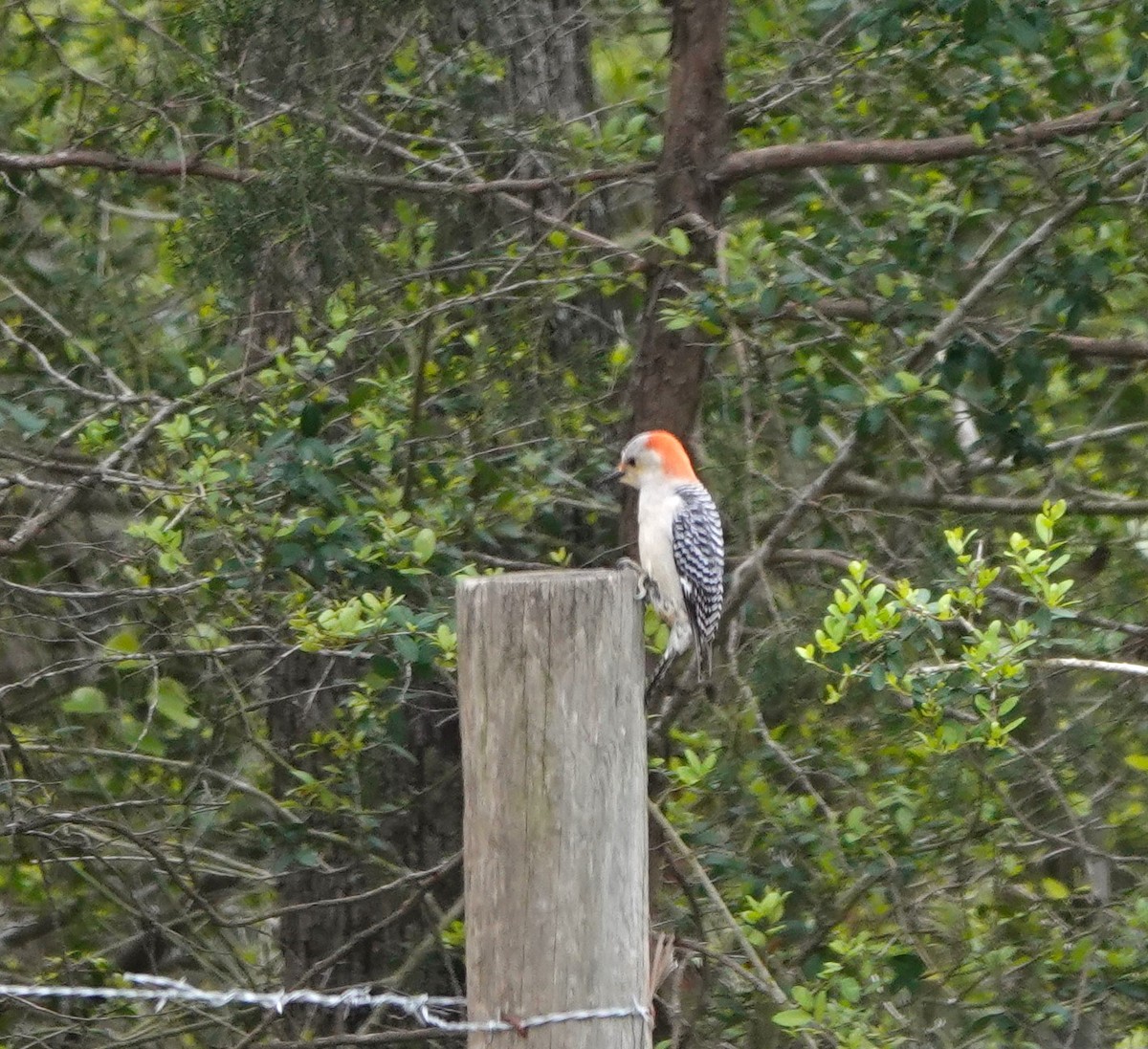 Red-bellied Woodpecker - ML616435919