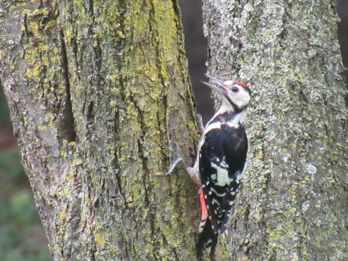 White-backed Woodpecker - Philippa K