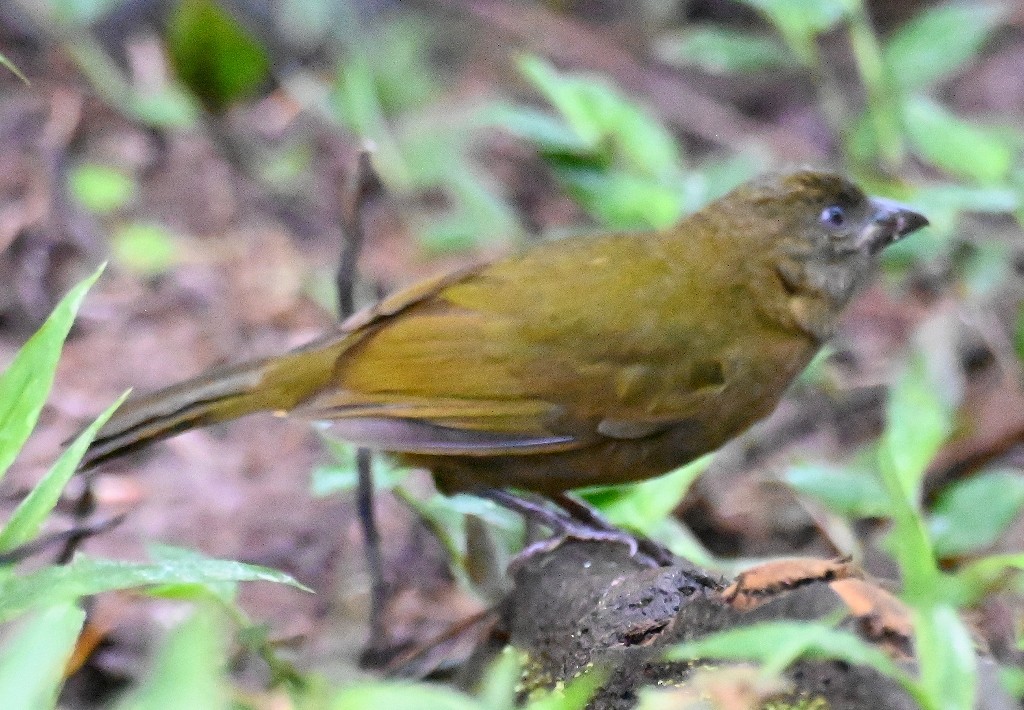 Ochre-breasted Tanager - ML616436100
