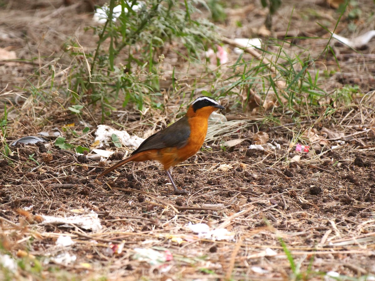 White-browed Robin-Chat - ML616436183