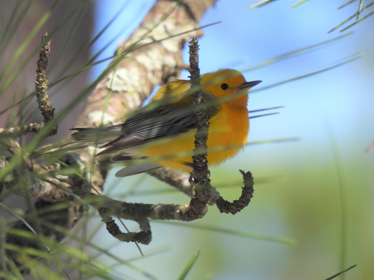 Prothonotary Warbler - ML616436420