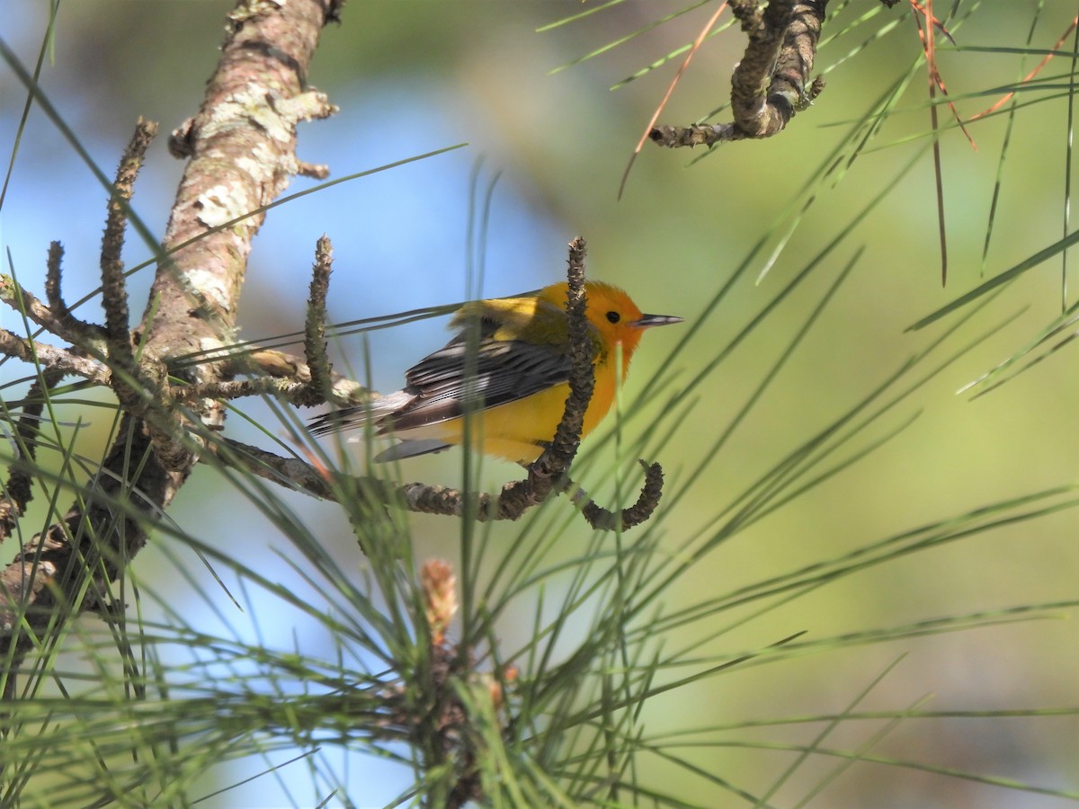 Prothonotary Warbler - ML616436421