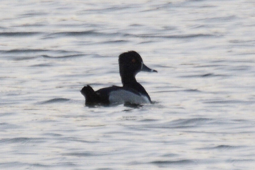 Ring-necked Duck - ML616436491
