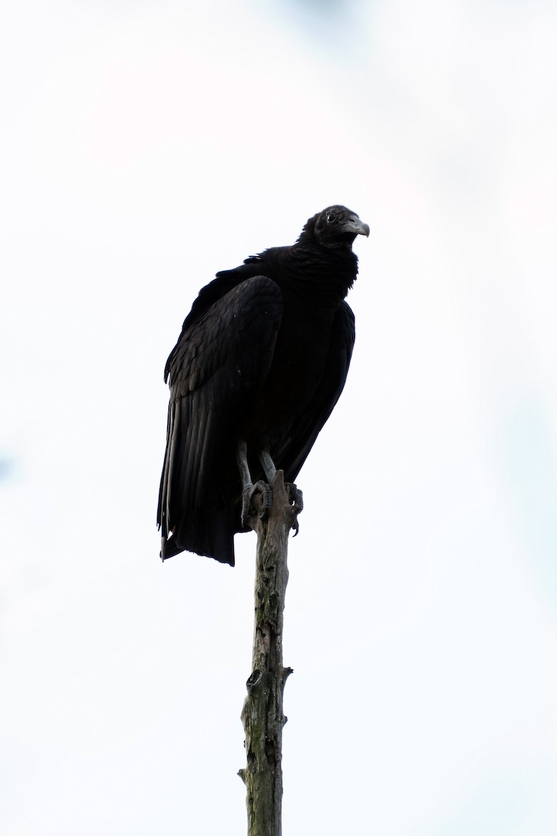 Black Vulture - ML616436493
