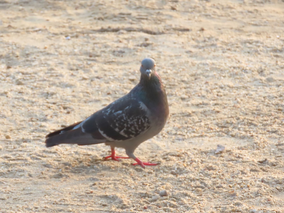 Rock Pigeon (Feral Pigeon) - ML616436546