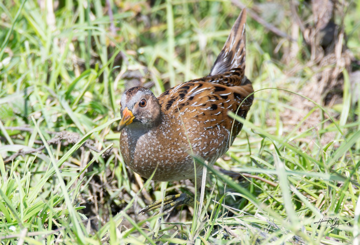 Spotted Crake - ML616436590