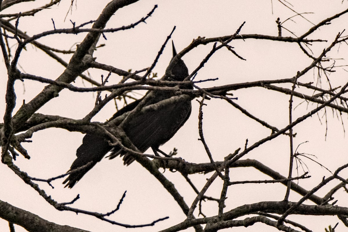 Great-tailed Grackle - ML616436803
