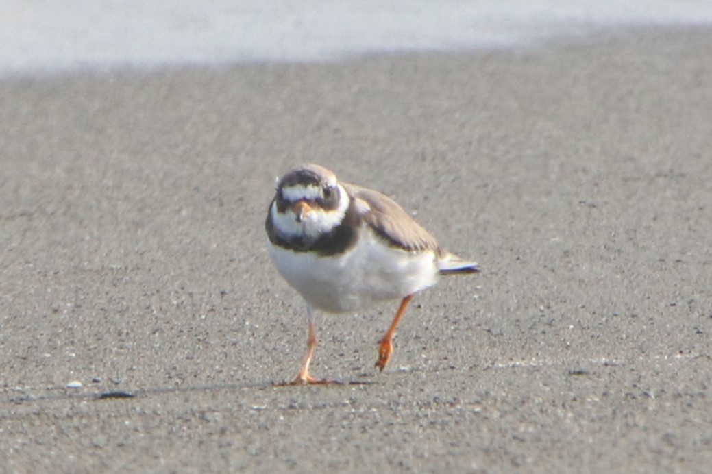 eBird Checklist - 19 Mar 2024 - 4, Tsujidonishikaigan 3-Chōme, Fujisawa ...