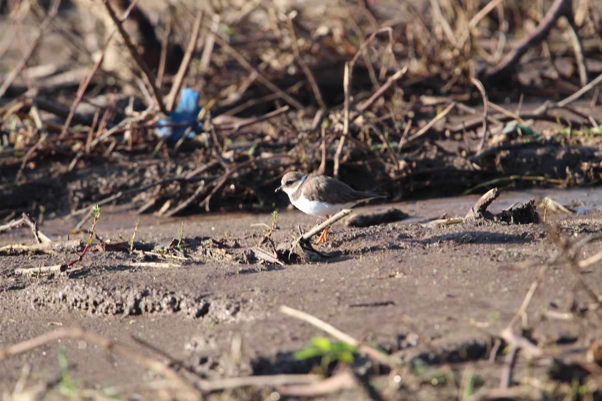 Common Ringed Plover - ML616436913