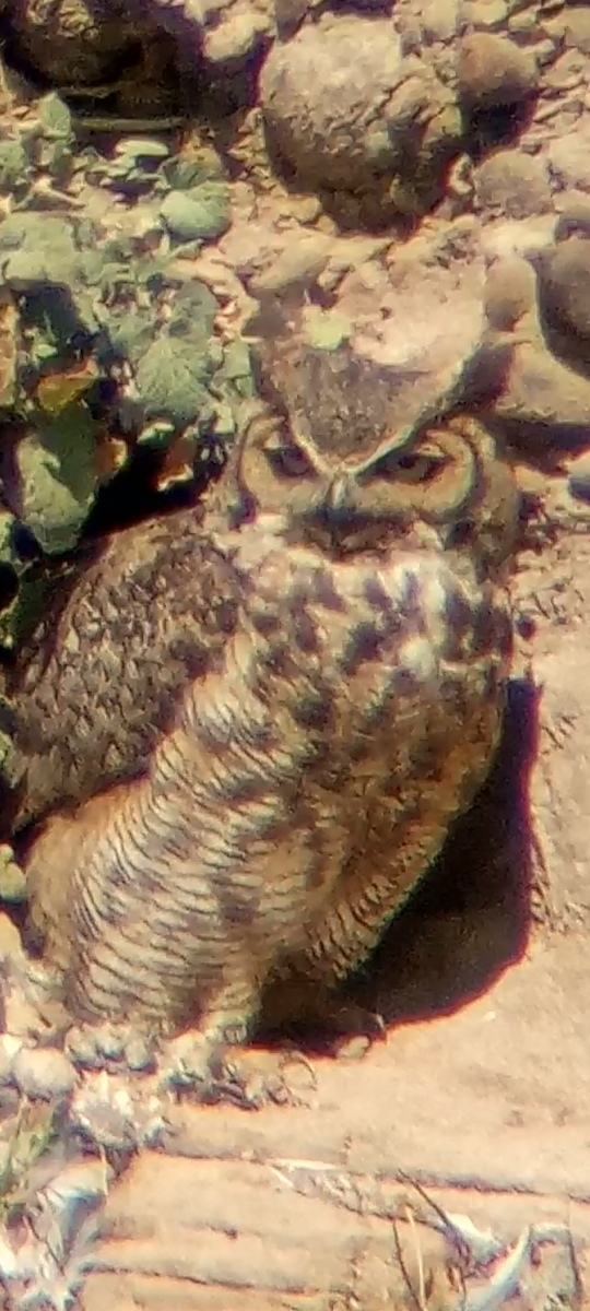 Great Horned Owl - ML616436959