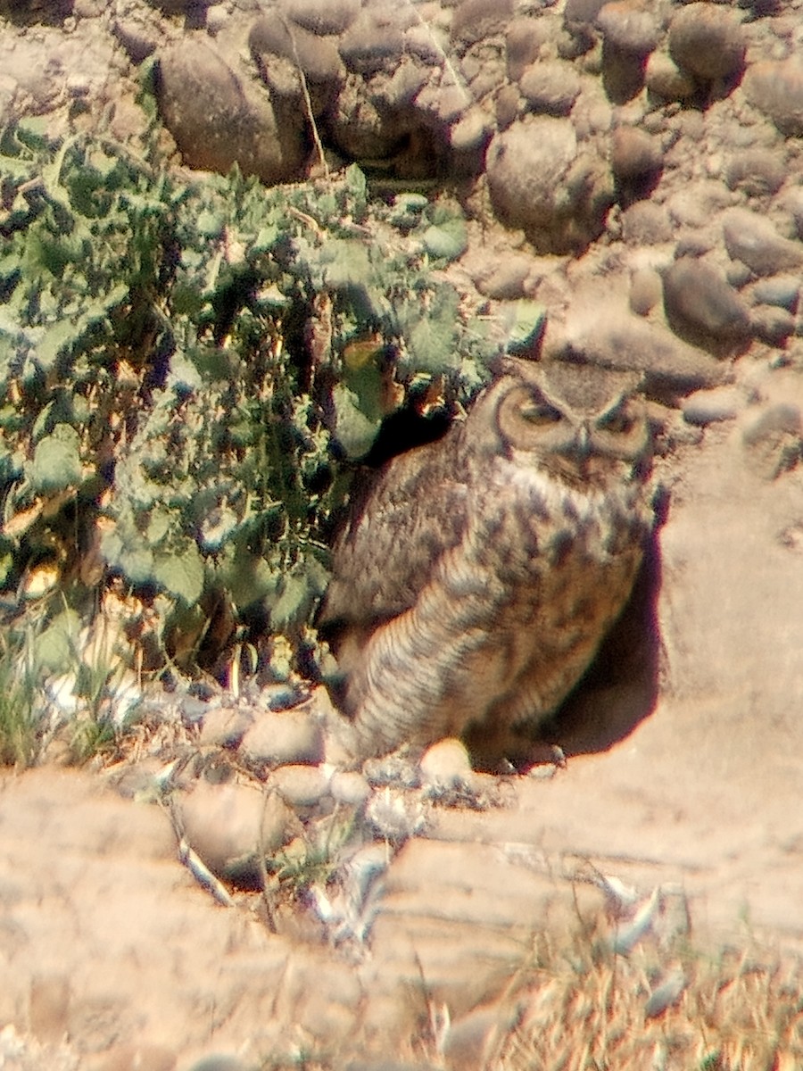 Great Horned Owl - ML616436961