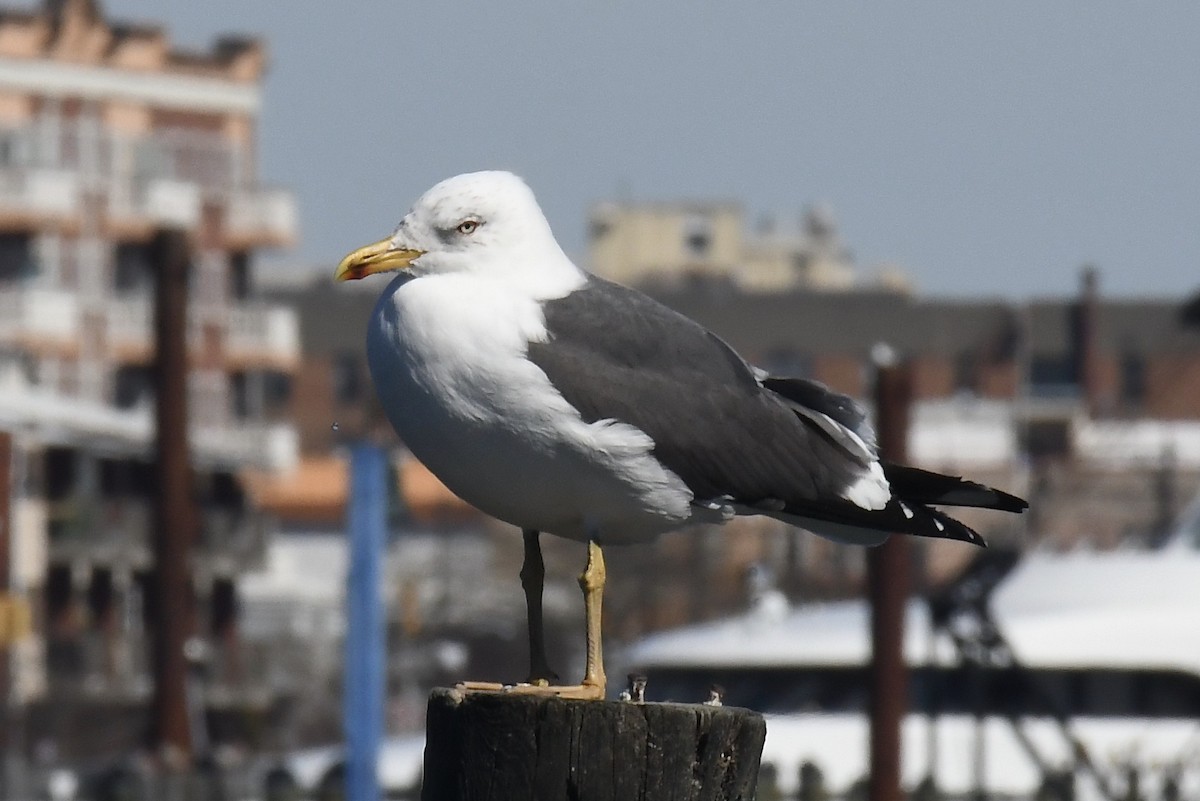 Lesser Black-backed Gull - Maddy P