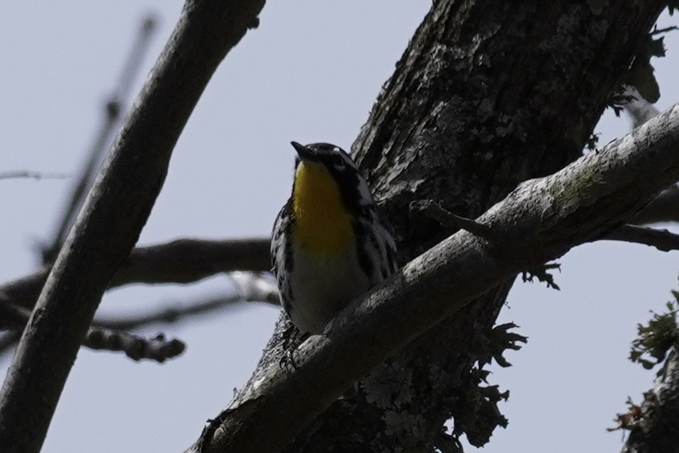 Yellow-throated Warbler - ML616437494
