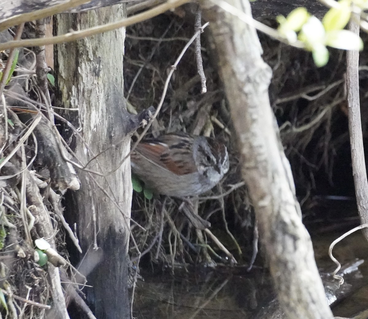 Swamp Sparrow - ML616437583