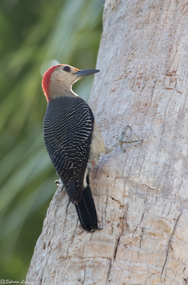 Golden-fronted Woodpecker - ML616437602