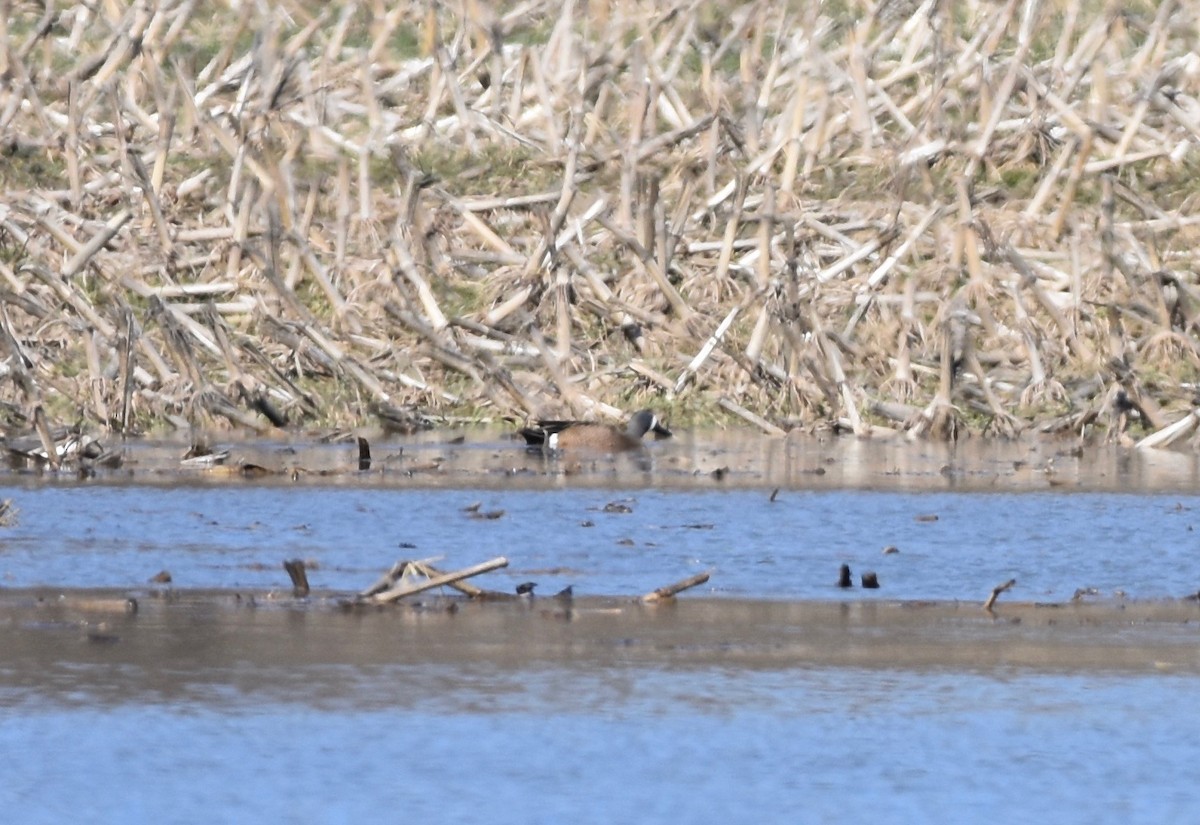 Blue-winged Teal - ML616437835