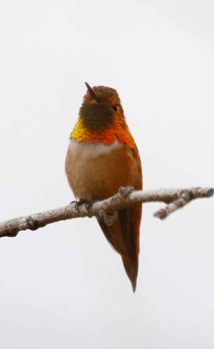 Rufous Hummingbird - Russell Kokx