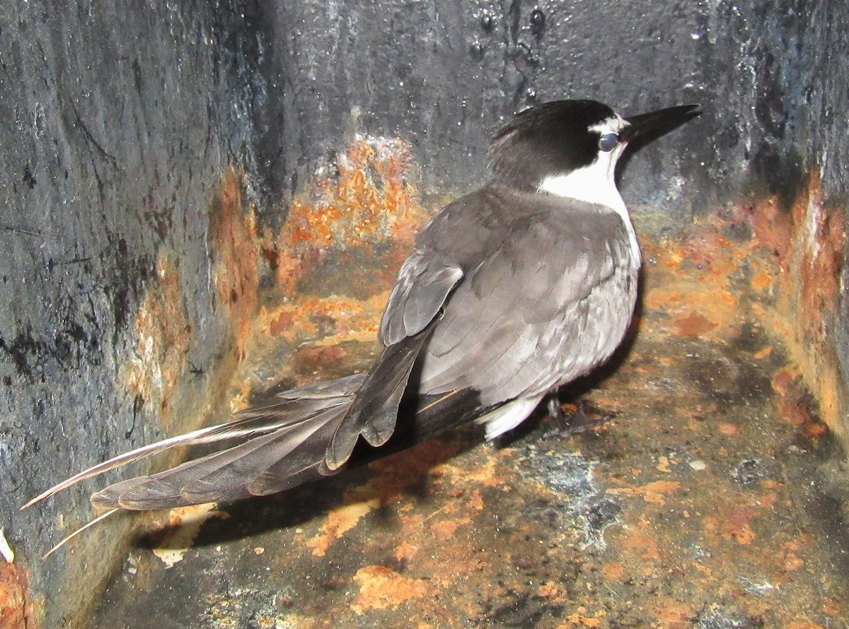 Gray-backed Tern - Scott France