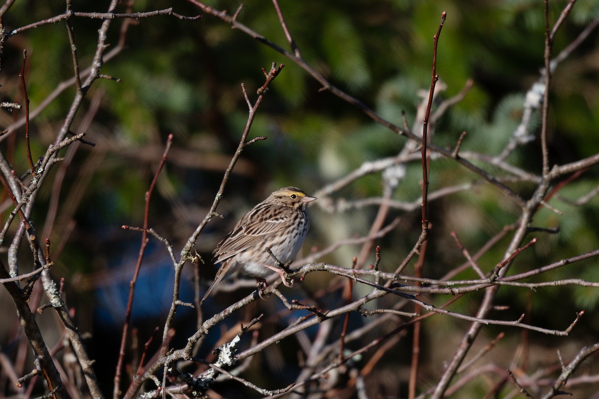 Savannah Sparrow - ML616438113