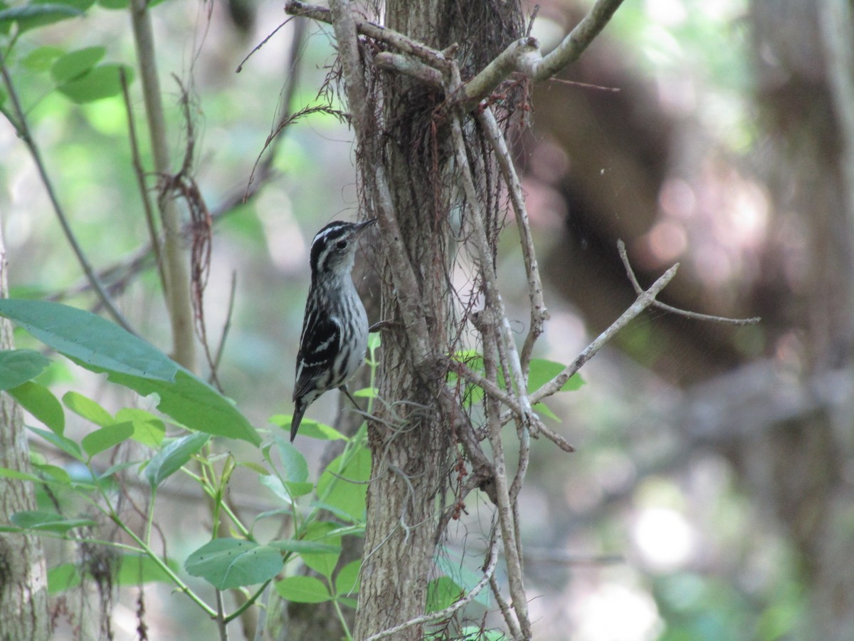 Black-and-white Warbler - ML616438217