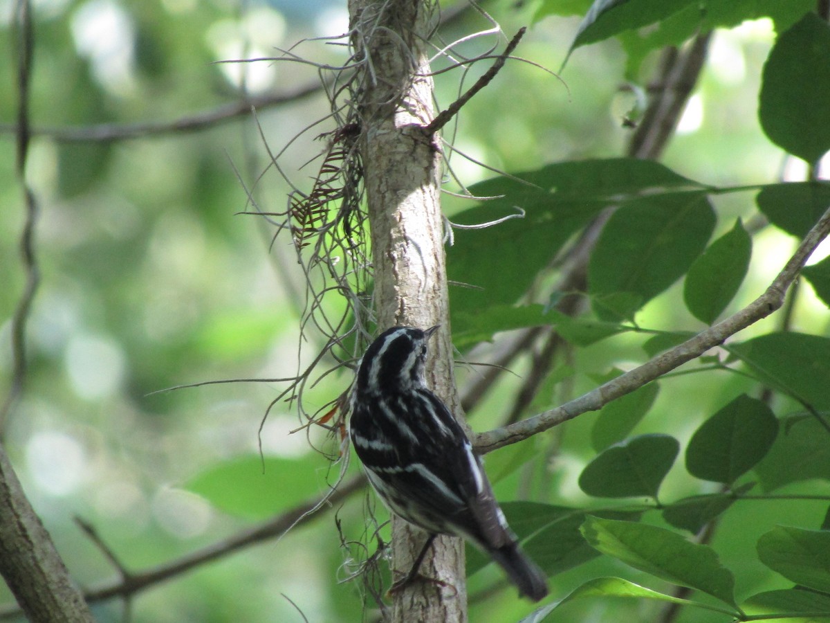 Black-and-white Warbler - ML616438218