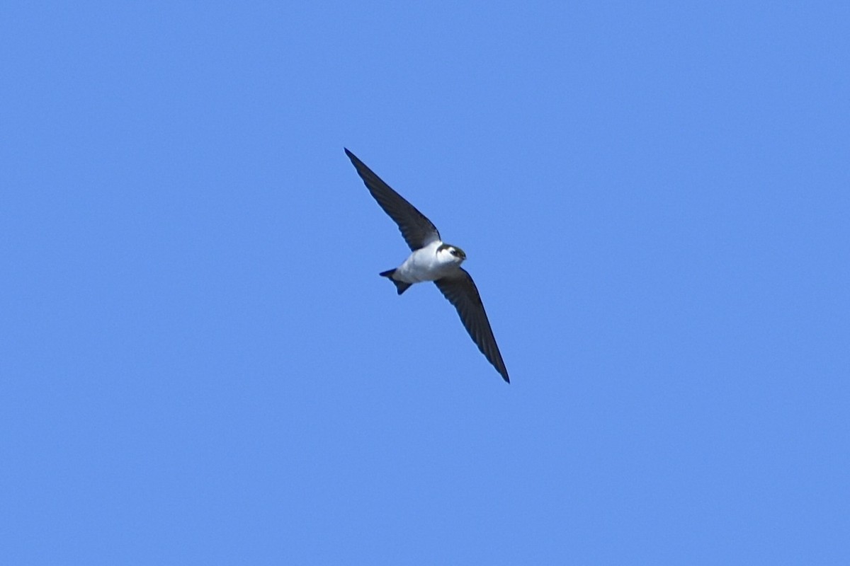 Violet-green Swallow - ML616438296