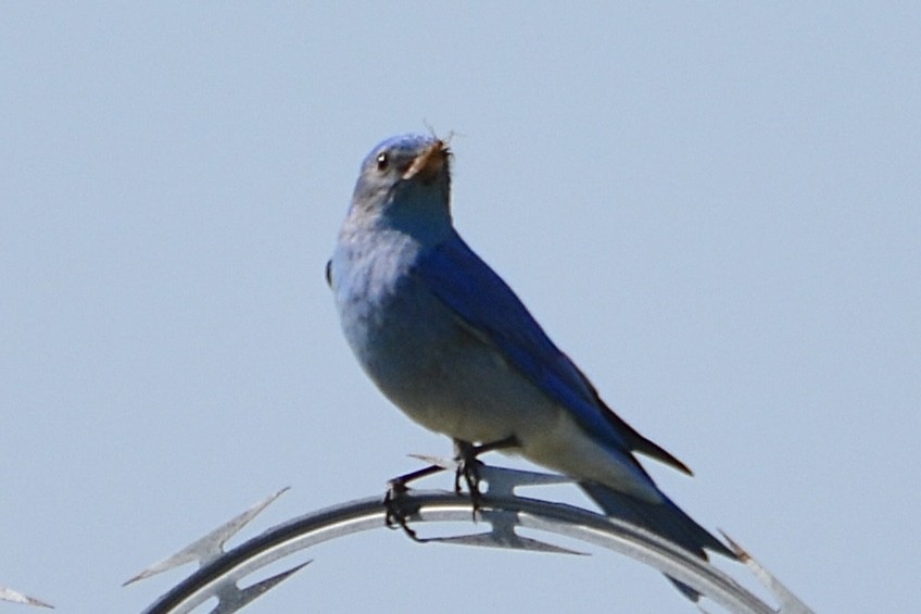 Mountain Bluebird - lise owens