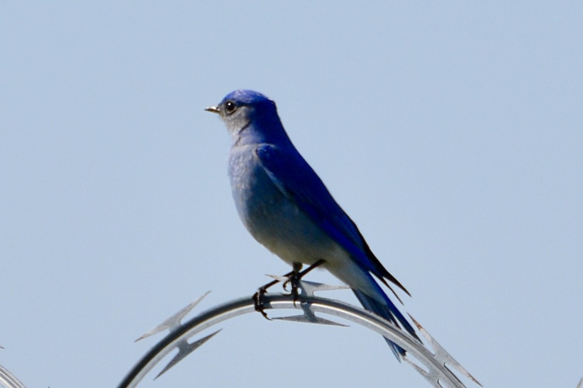Mountain Bluebird - lise owens