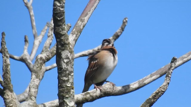 Rufous-collared Sparrow - ML616438590