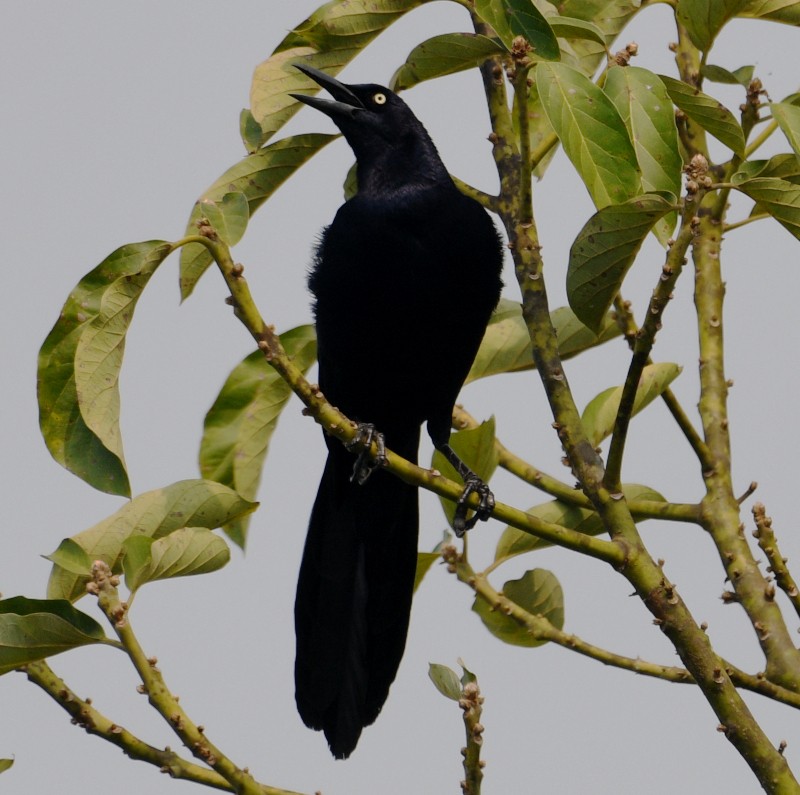 Great-tailed Grackle - ML616438690