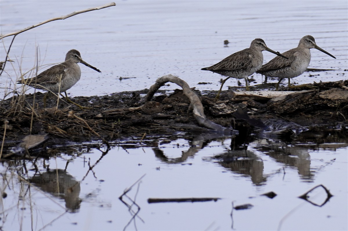 Long-billed Dowitcher - ML616438733