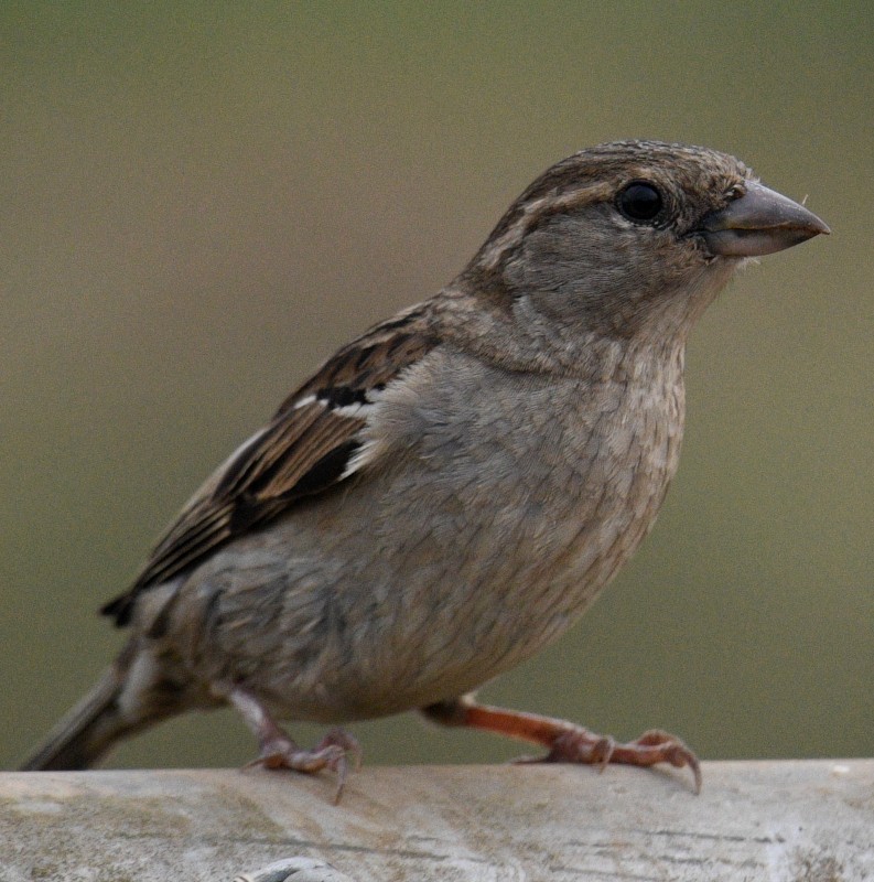 House Sparrow - Jos Simons