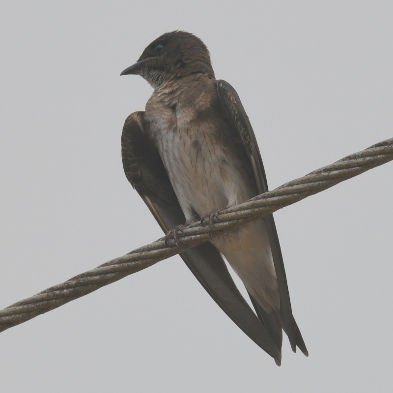 Northern Rough-winged Swallow - ML616438820