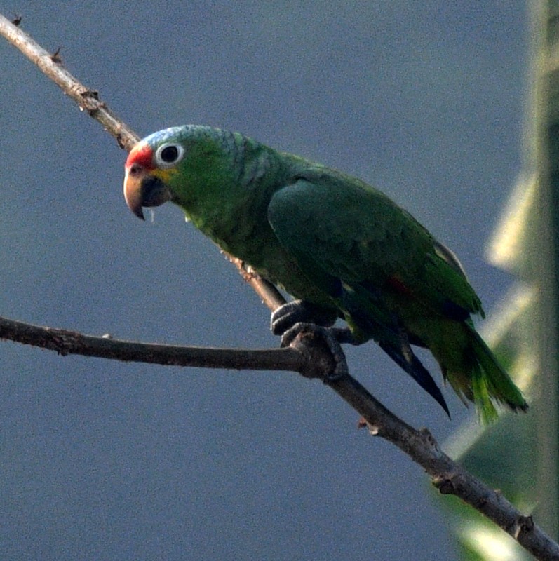 Red-lored Parrot - Jos Simons