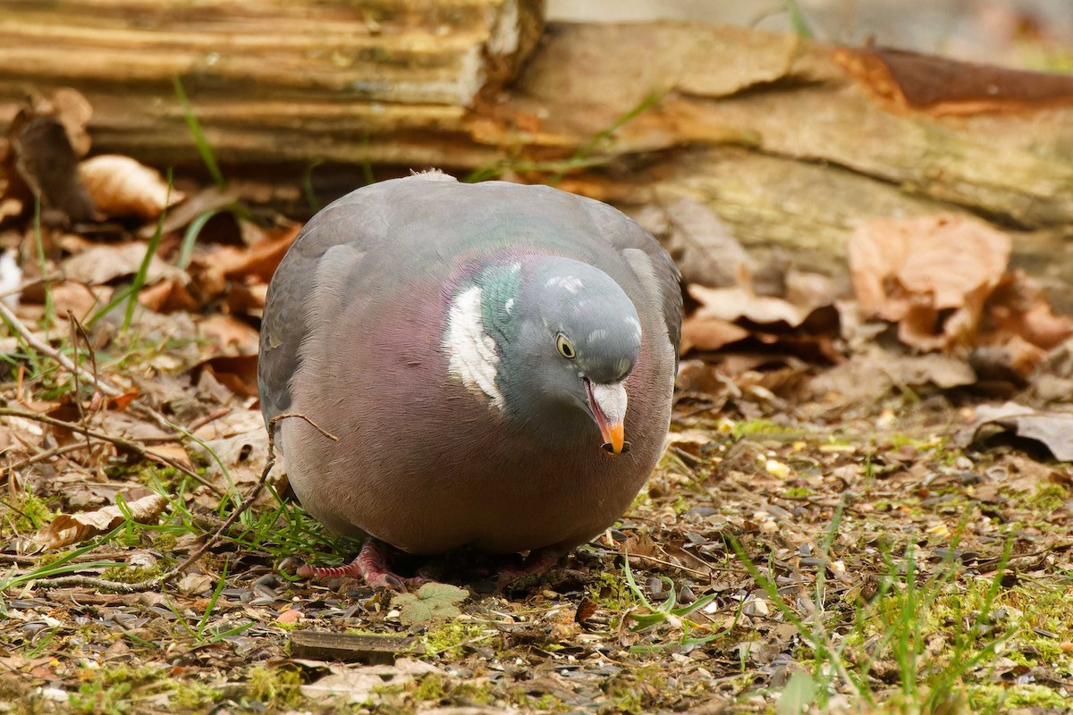 Common Wood-Pigeon - ML616438855