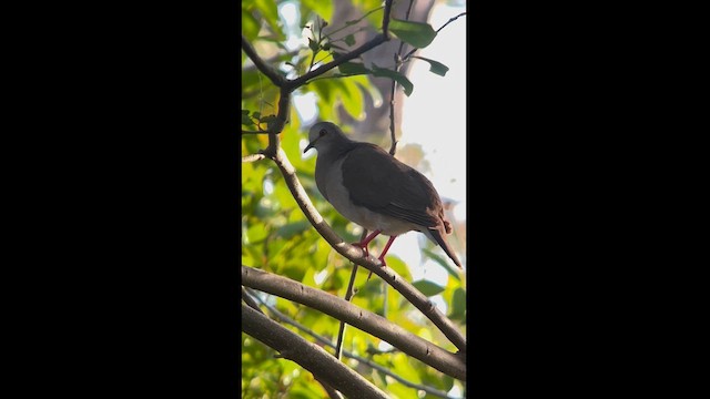 Ямайская голубка - ML616438861
